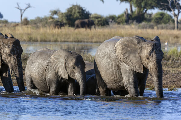 Southern Africa –  A safari in Chobe National Park