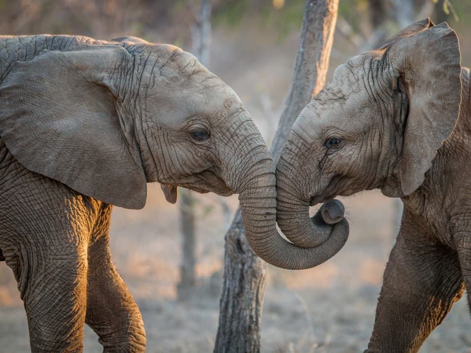 Elephants_services elephat